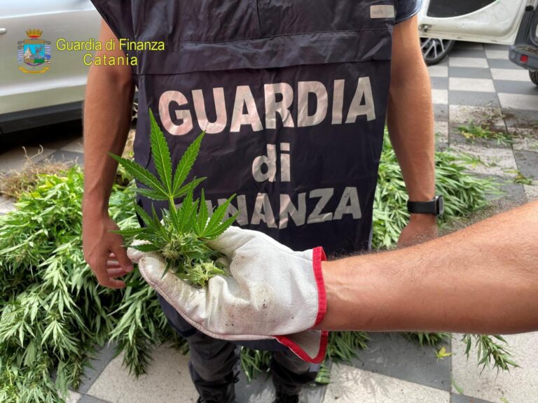 Scordia: due arresti e sequestro di una piantagione di canapa indiana, altri sequestri tra Caltanissetta e Gela