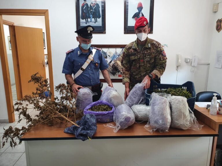 Piantagione di marijuana tra i vigneti, un arresto. Sequestrati 9 kg di droga