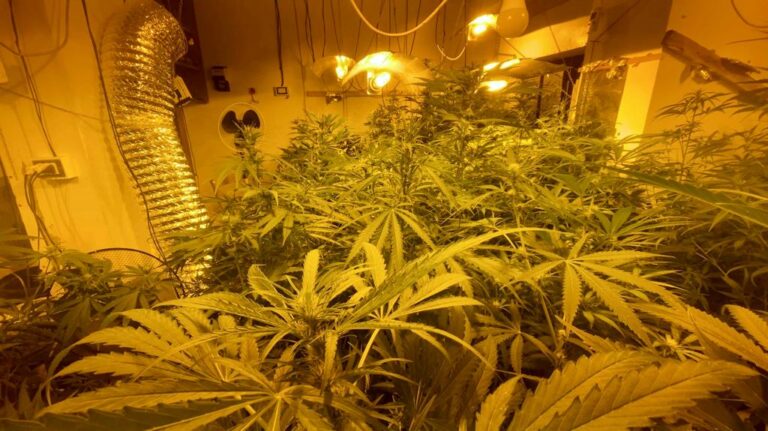 Messina, coltivava marijuana in una serra allestita in una casa fatiscente. Arrestato 47enne