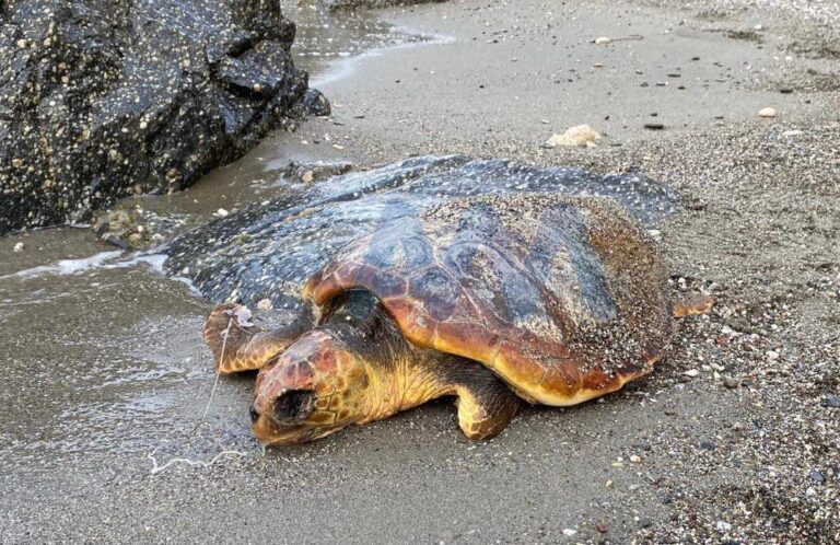 Capo d’Orlando – L’ennesima tartaruga uccisa dalla plastica in mare