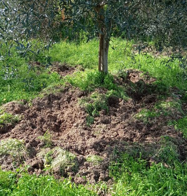 Montagnareale: scorribande notturne di suini selvatici in contrada Giammitrano