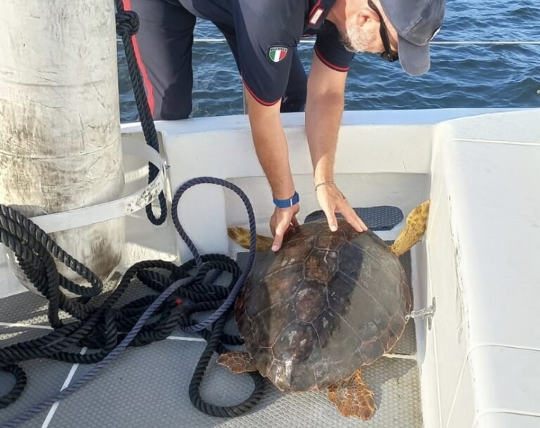 Stromboli – I carabinieri salvano una tartaruga caretta-caretta