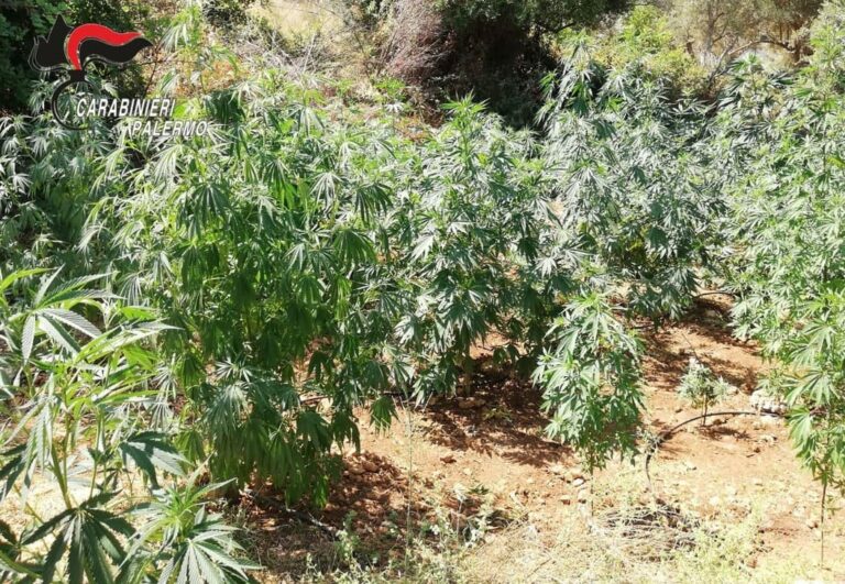 Scoperte oltre 450 piante di cannabis nel palermitano, arrestato 51enne