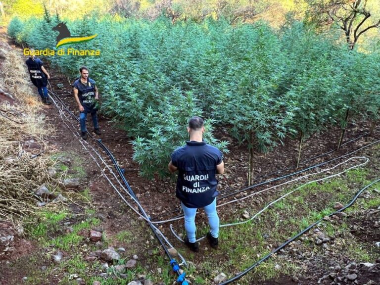 Catania – Sequestrate tre piantagioni di cannabis, oltre 1.550 piante