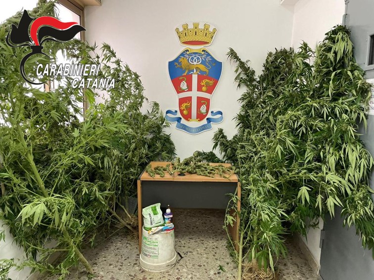 Coltiva marijuana mentre si trova ai domiciliari, arrestato 29enne nel catanese