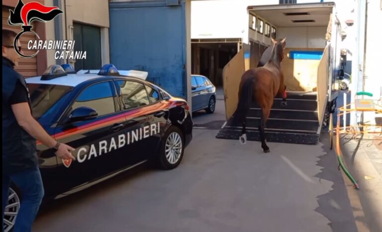 Interrotta corsa clandestina di cavalli nel catanese, 9 denunciati. In palio c’erano oltre 200.000€