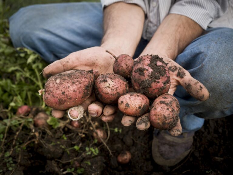 I Nebrodi ancora protagonisti: nasce un nuovo Presidio Slow Food! Si tratta delle patate di montagna