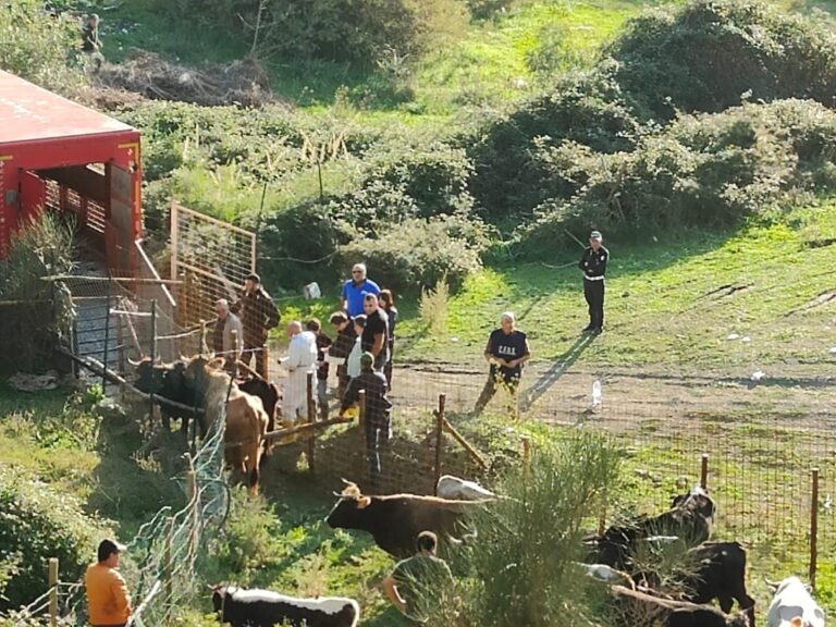 Alcara Li Fusi – Allevamento infetto, abbattuti 81 bovini al macello di Mirto