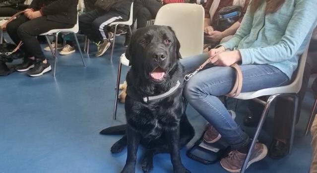 Messina – Il centro Helen Keller consegna cinque cani guida e sette bastoni bianchi