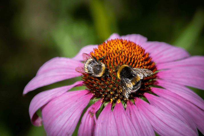 Commissione Europea – Nuove norme sui pesticidi per proteggere gli impollinatori