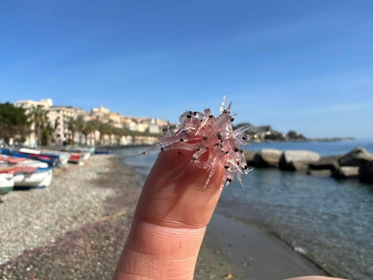 Milazzo – Enorme spiaggiamento di una grande quantità di “Krill mediterraneo”