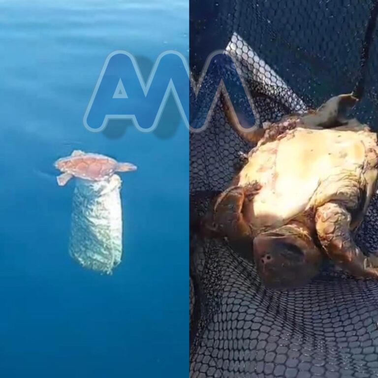 Marina di Caronia, “caretta caretta” impigliata in un sacchetto di plastica. Salvata da due amici in barca