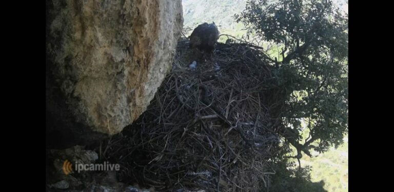 Parco dei Nebrodi – Deposte le uova nel nido dell’Aquila reale