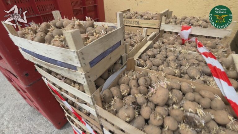 Patti – Sequestrate e smaltite 16 tonnellate di patate senza certificazione di provenienza