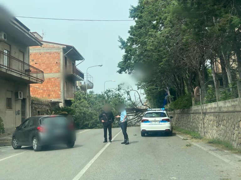 Albero cade in strada, traffico interrotto sulla SS113 tra Torrenova e Rocca di Capri Leone