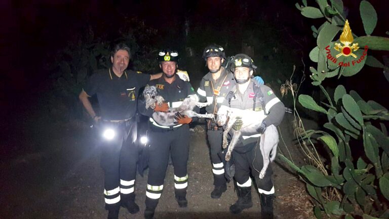 Messina – I Vigili del Fuoco salvano due cani finiti in un dirupo