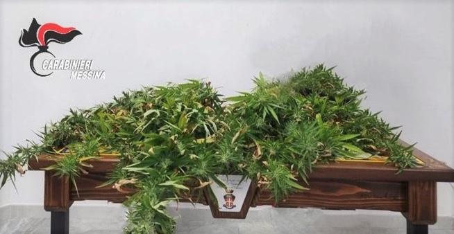 Caronia: 16 piante di marijuana in casa. 46enne arrestato per coltivazione e detenzione ai fini di spaccio di sostanze stupefacenti