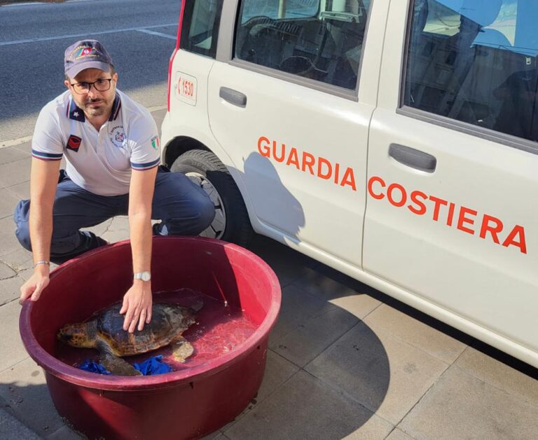 Giardini Naxos: tartaruga “caretta caretta” bloccata da una lenza, salvata dalla Guardia Costiera