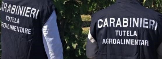 Truffa all’UE, il Reparto Carabinieri Tutela Agroalimentare di Messina esegue 7 misure cautelari