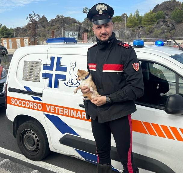 Anziano in stato confusionale lascia chihuahua a guardia dell’auto. Cucciolo soccorso dai Carabinieri