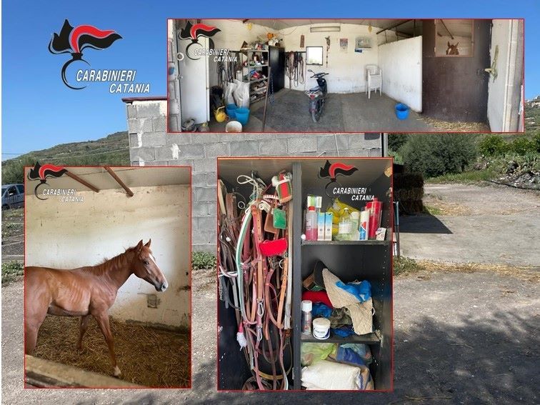 Biancavilla: stalla illegale in un deposito abusivo, sanzioni per 63.000 euro e sequestro degli animali