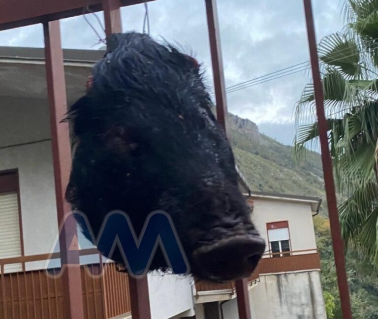 Longi, testa di maiale mozzata appesa al cancello della caserma dei carabinieri. Indagini in corso