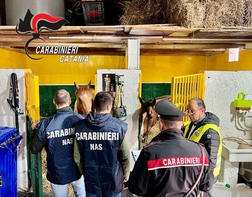 Catania, contrasto alle corse clandestine di cavalli. Scoperti 4 esemplari in una stalla angusta e precaria