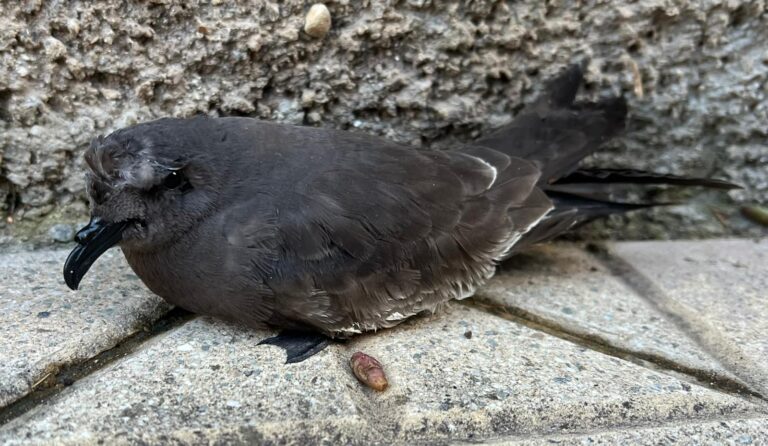 Milazzo – Rarissimo avvistamento di un “Uccello delle tempeste codaforcuta”, salvato da un tredicenne