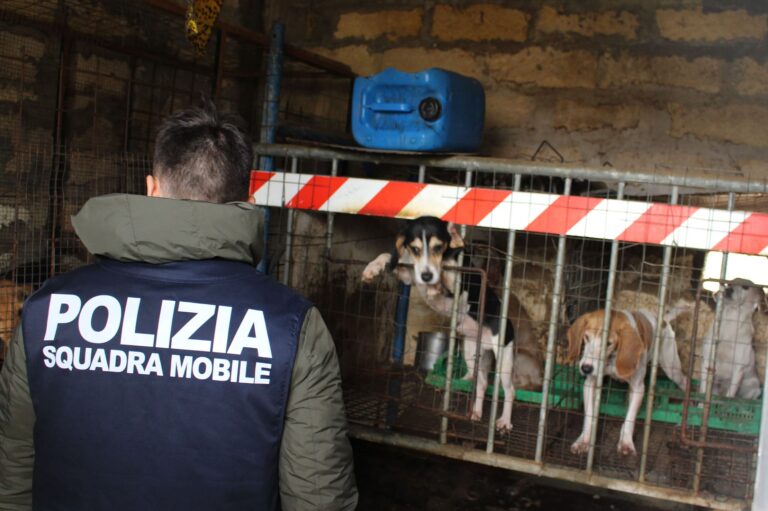 Malnutriti e costretti a combattere: salvati 12 cani. Denunciato un uomo a Caltanissetta