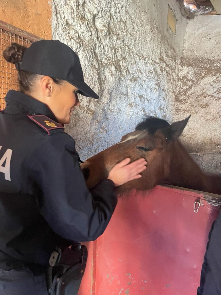 Catania, stalla abusiva a San Cristoforo. Due persone denunciate