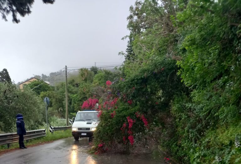 Capo d’Orlando – Albero in strada sulla SS113: traffico a rilento