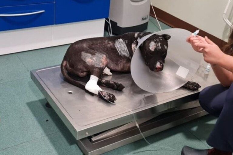 Pitbull bruciato a Palermo, chiesta archiviazione. Il 46enne indagato per maltrattamento di animali è incapace