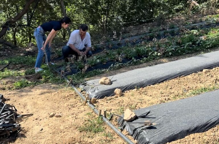 San Salvatore di Fitalia, gli effetti della siccità sul comparto agricolo – VIDEO