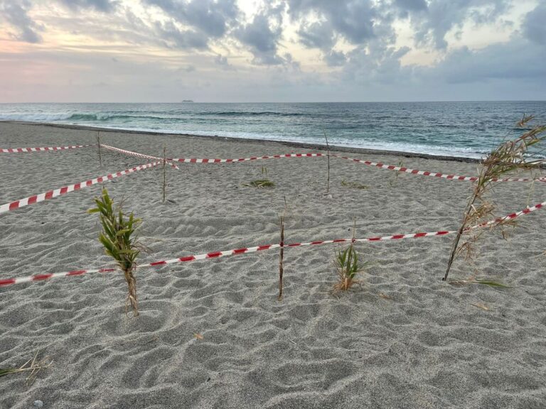 Messina, tartaruga Caretta Caretta nidifica sul litorale. Entusiasti i volontari di Marevivo