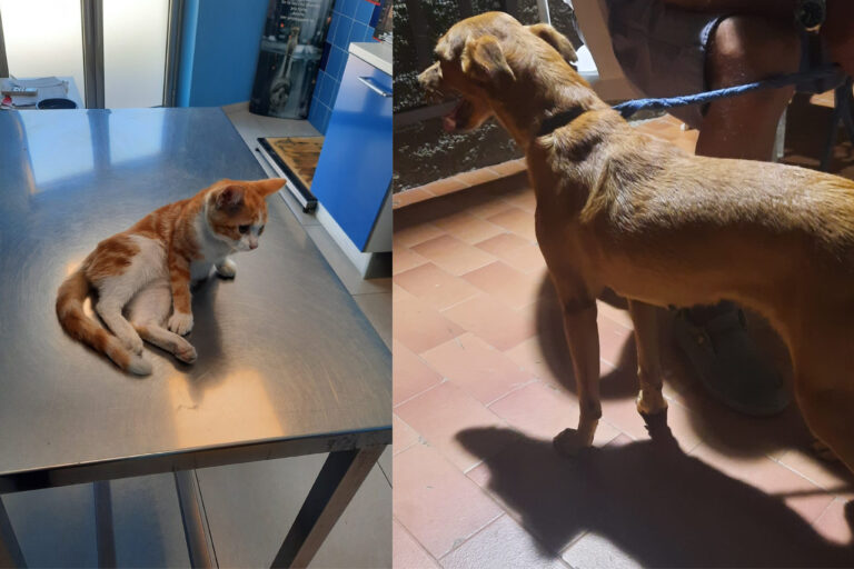 Mazzarrà Sant’Andrea – Soccorso prestato a un gattino ferito e a un cagnolino: il Comune paga le spese