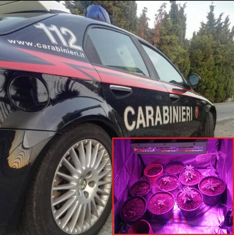 Controlli antidroga dei Carabinieri, un arresto e una denuncia. Sequestrata droga e 16 piante di cannabis