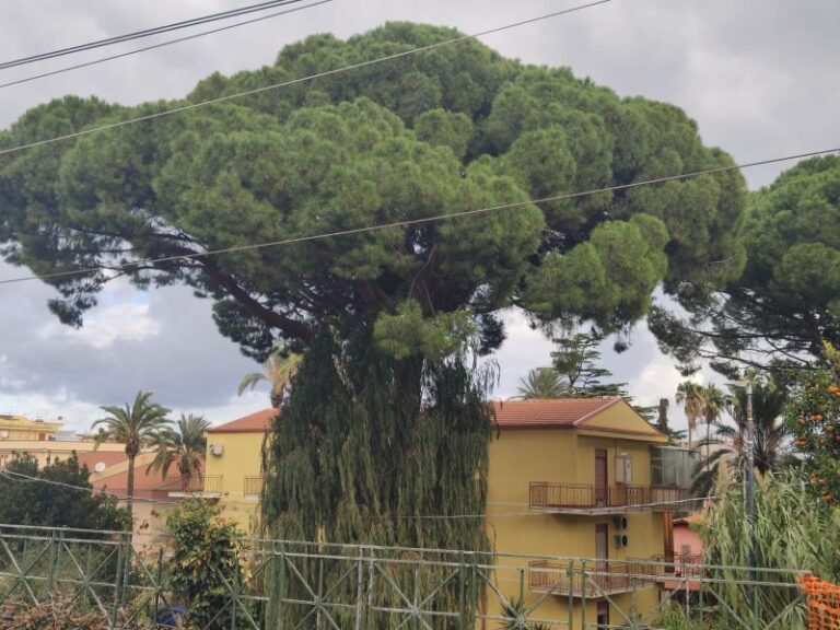 Patti: “Non tagliate quegli alberi, sono monumentali e secolari!”