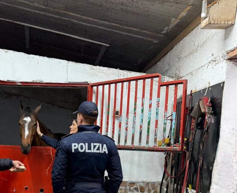 Catania, cavalli detenuti irregolarmente e farmaci dopanti. Scatta una denuncia e sanzioni per 20 mila euro