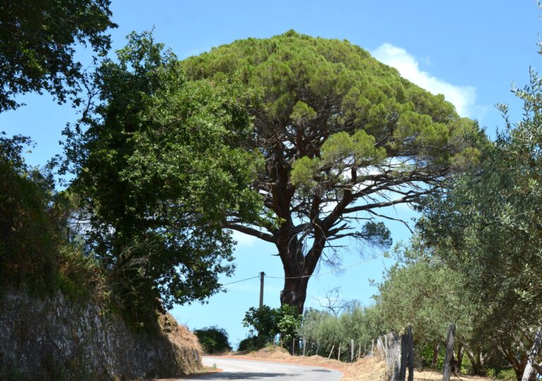 San Salvatore Fitalia, irrimediabilmente compromesso il “Pignu di Rannazzu”. Si dovrà abbattere l’albero secolare