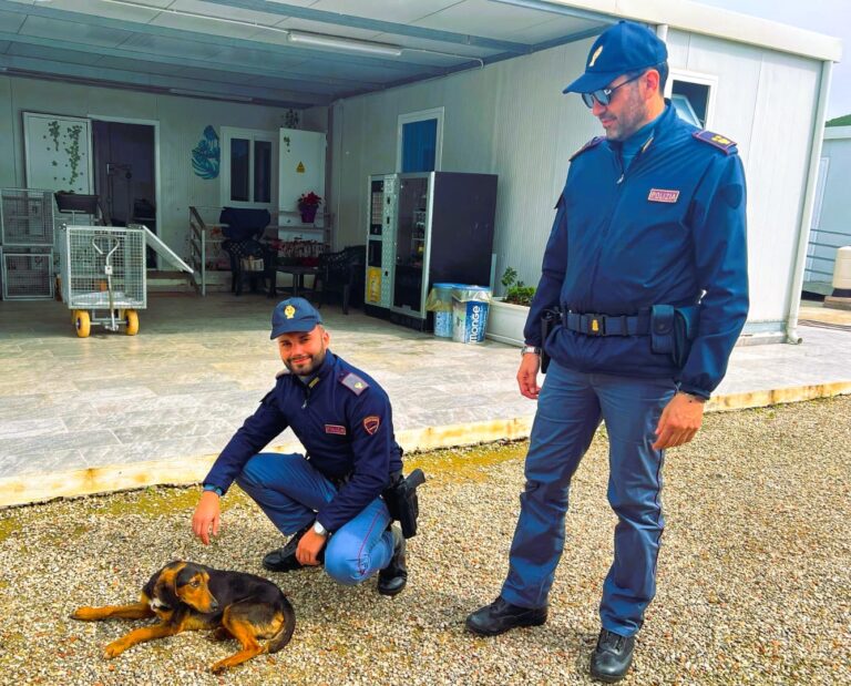 Gela, poliziotto fuori servizio salva cagnolino investito, ma ha una lesione alla colonna vertebrale. Parte la raccolta fondi per operare l’animale