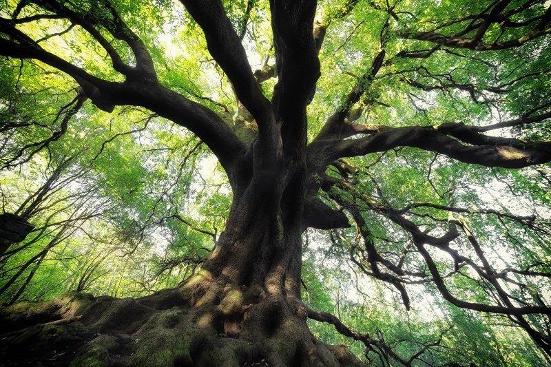 Alberi Monumentali_ Ilice di Carlino leccio secolare dell'Etna