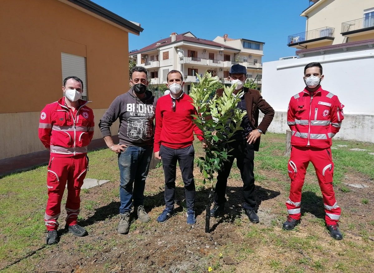 Albero limoni croce vrossa-min-min