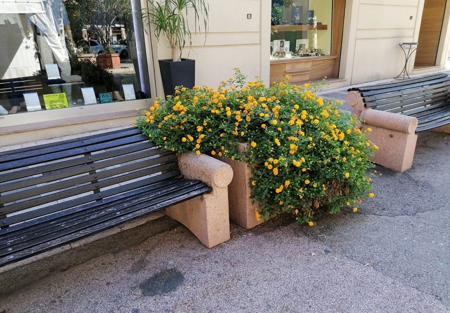 Fiori incolti nell'area pedonale di Capo d'Orlando