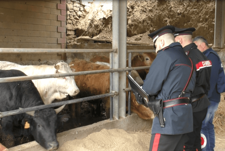 I controlli nell'azienda agricola di Capizzi