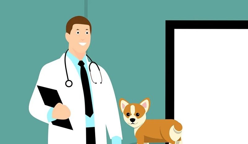 veterinario