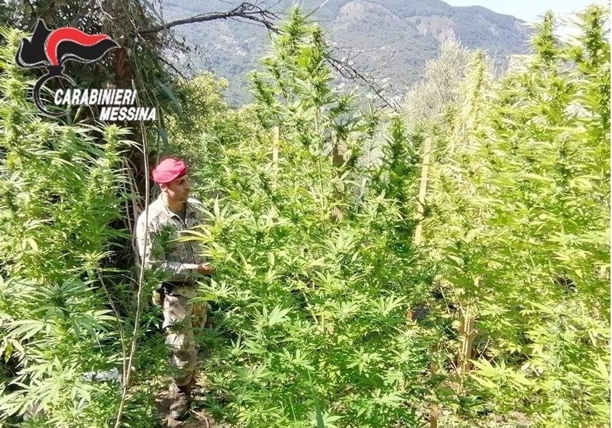 Tortorici arresto stupefacenti coltivazione marjuana-min