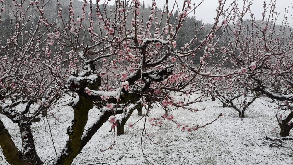 agricoltura-frutta-maltempo-gelo-neve