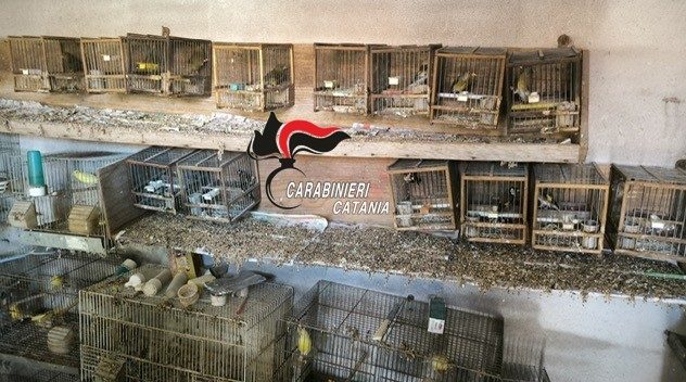 carabinieri sequestro cardellini