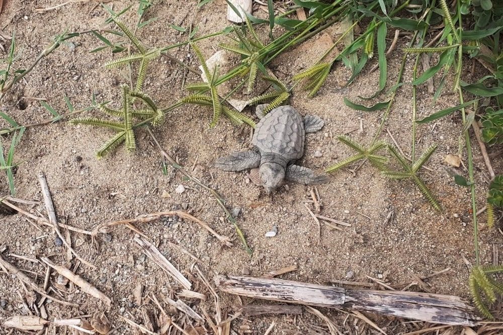 caretta caretta appena nata-min