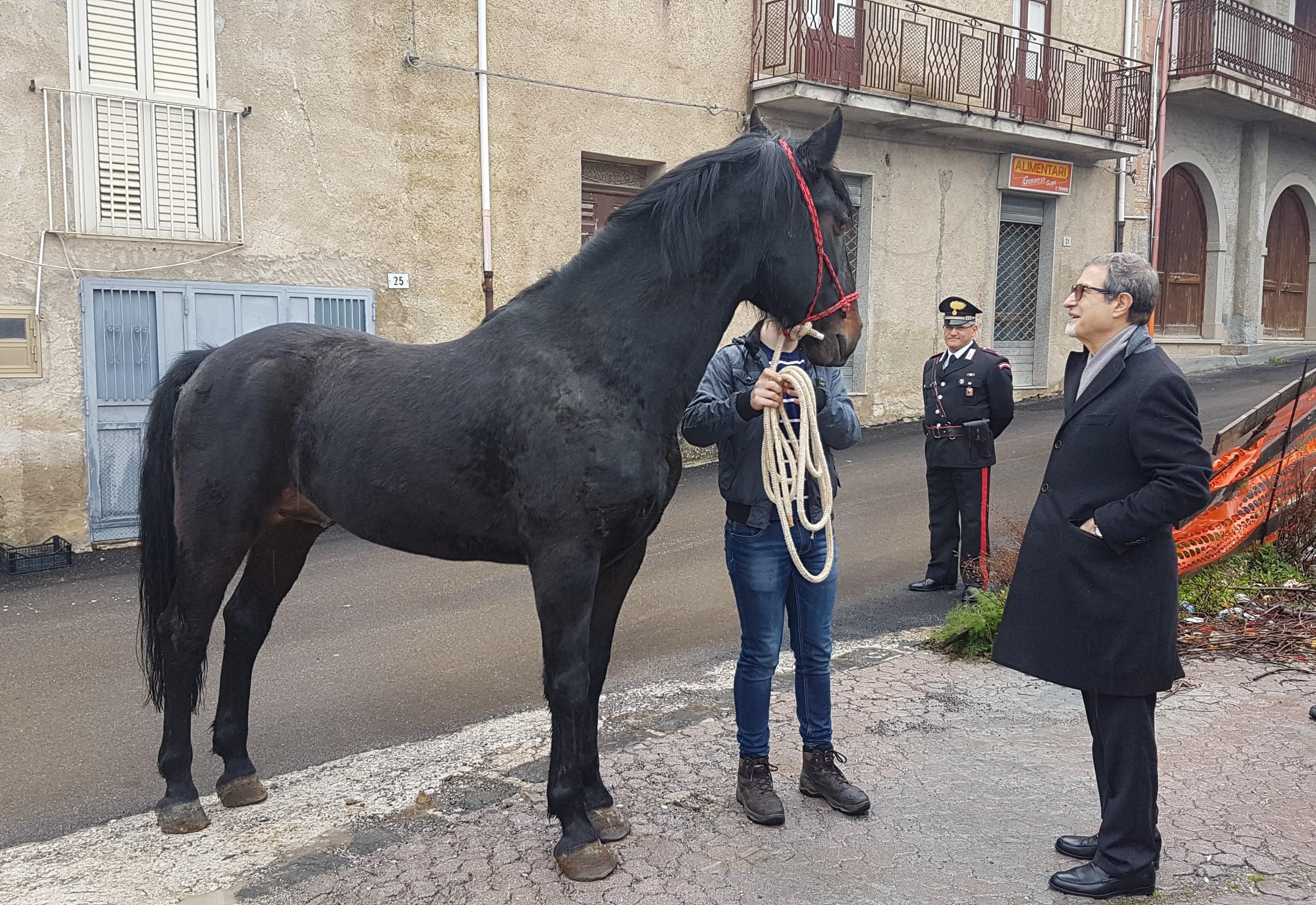 cavallo san fratello musumeci